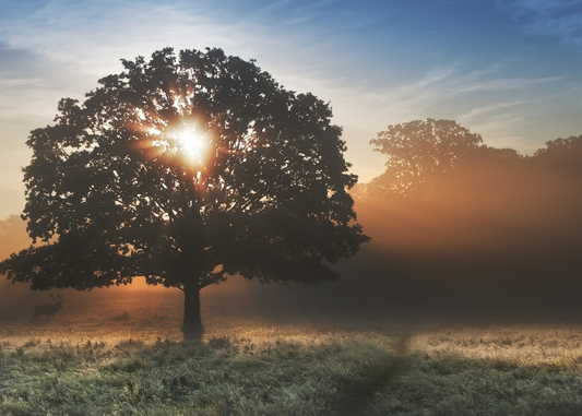 Overcoming the January Blues with Natural Vitamins and Supplements